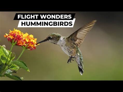 The Astonishing Adaptations of PBS Hummingbirds: Surviving in the Airborne Kingdom